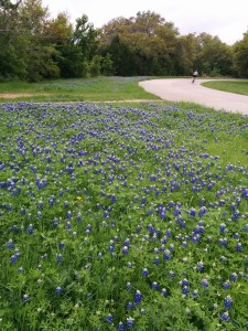 bluebonnets